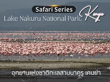 เที่ยว Lake Nakuru เคนย่า อุทยานสัตว์ป่า มรดกโลก แห่งแอฟริกา